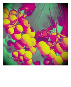 untitled,2019,(fotografi) av Alex Caminker