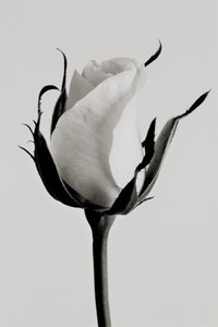 vit ros, 2019, (fotografi) av Alex Caminker