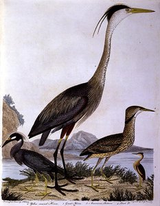 Häger, graverade av I. G. Marnicke (färgad gravyr) av Alexander (after) Wilson