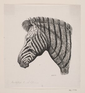 Chef för en zebra