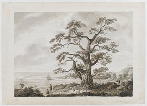 Lägg till. 15508, nr 4, Tree on the Tree Hill, Otaheite, från 