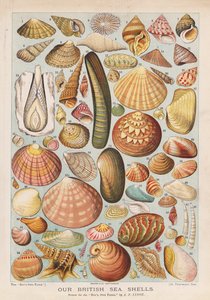 Brittiska snäckskal (chromolitho)
