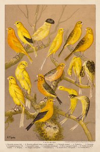 Kanariefåglar (chromolitho) av Alexander Francis (after) Lydon
