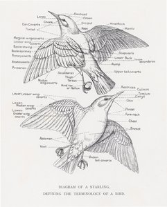Diagram av en stare, som definierar terminologin för en fågel (litho) av Alexander Francis Lydon