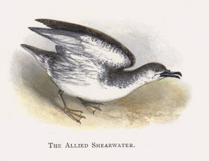 Den allierade shearwater av Alexander Francis Lydon