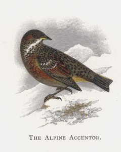 Den alpina accentorn av Alexander Francis Lydon