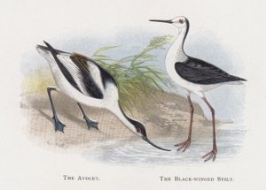 The Avocet, The Black-winged Stilt av Alexander Francis Lydon
