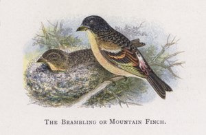 Bramlingen eller fjällfinken av Alexander Francis Lydon