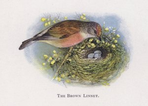 Det bruna linnet av Alexander Francis Lydon