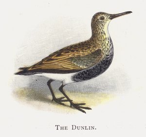 The Dunlin av Alexander Francis Lydon