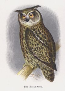 Örnugglan av Alexander Francis Lydon
