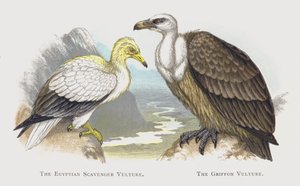 Den egyptiska asätaren, Griffon Vulture av Alexander Francis Lydon