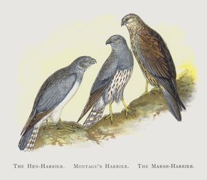 Hön-Harrier, Montagus Harrier, The Marsh-Harrier av Alexander Francis Lydon