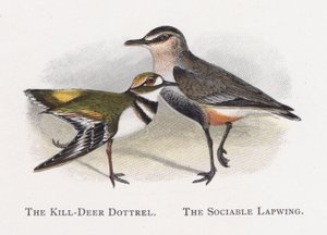 Killdeer Dotterel, The Social Lapwing av Alexander Francis Lydon