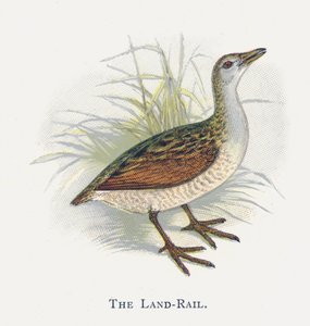 Land-Railen av Alexander Francis Lydon