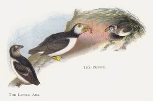 Den lilla fjälken, lunnefågeln av Alexander Francis Lydon