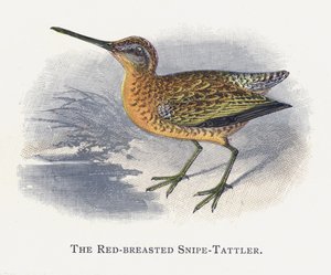 Rödbröstad Snipe-Tattler av Alexander Francis Lydon
