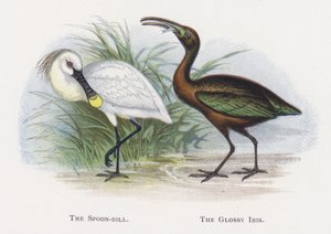 Skednäbben, den glansiga Ibis av Alexander Francis Lydon