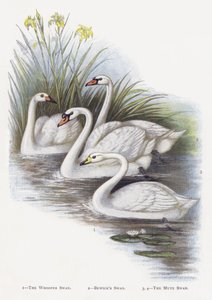 Sångsvanen, Bewicksvanen, Stumsvanen av Alexander Francis Lydon