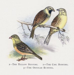 Gulsparven, Cirlsparven, Ortolansparven av Alexander Francis Lydon
