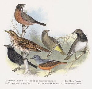 Vittrast, Svartstrupig Ouzelze, Klipptrasten, Guldventilerad Bulbul, Sibirisk trast, Amerikanska Robin av Alexander Francis Lydon