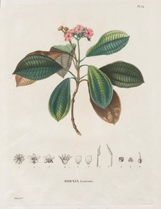Resa till den nya kontinentens dagjämningsregioner, gjord under åren 1709 till 1804: Monografi av Melastomaceae: nr 54 av Alexander, Freiherr von Humboldt