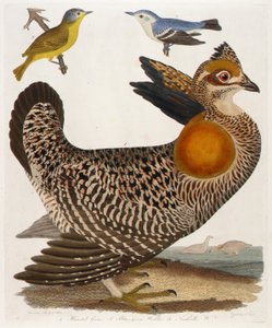 1. Pinnated Grous. 2. Blågrön sångare. 3. Nashville W., från boken Amerikansk ornitologi