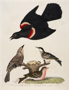 1. Rödvingad stare. 2. Hona. 3. Svarthakad sångare. 4. Mindre rödhätta