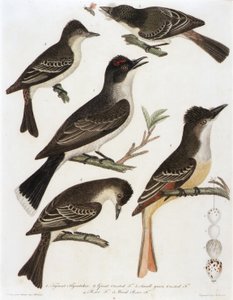 1. Tyrantflugsnappare. 2. Stor Crested F. 3. Liten grönhuvad F. 4. Pe-We F. 5. Wood Pe-We F. (från boken American Orinthology)