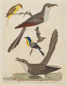 Carolina Cuckoo, Svartnäbbgök, Blå Gulryggig sångare och Gul..., pub. 1808-1814.