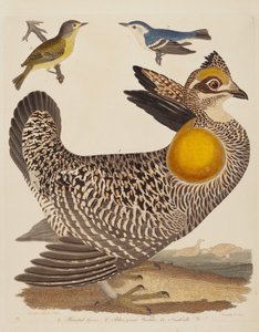 Pinnated Grous, Blue-green Warbler och Nashville Warbler, publicerad 1808-1814.