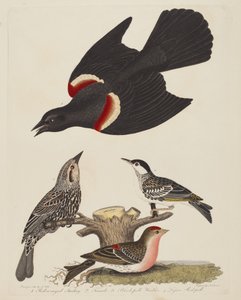 Rödvingestare, Rödvingestarehona, Svartsångare och Lill...,pub.1808-1814.