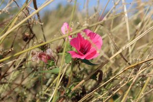 Blommar i vinden av Alexandra Joseph