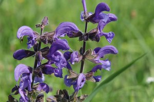 Vildblomma