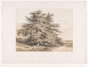Landskap med cedrar Cedres (titel på objekt) av Alexandre Calame