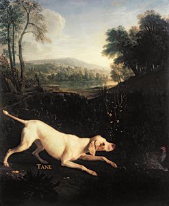 Ludvig XIV:s hund, Tane