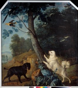 Merluzine och Cocoq, Ludvig XIV:s (1638-1715) hundar. Målning av Francois Desportes (1661-1743) av Alexandre Francois Desportes