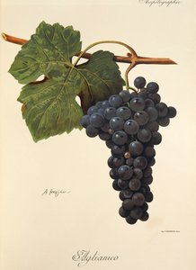 Aglianico druva av A. Kreyder av Alexis Kreyder