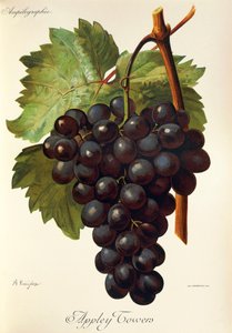 Appley Towers druva. Illustration av A. Kreyder., Pessione, från Traite General de Viticulture. Ampelografi av Alexis Kreyder