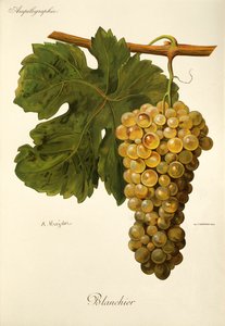 Blanchier druva av A. Kreyder