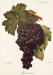 Buonamico druva av A. Kreyder av Alexis Kreyder