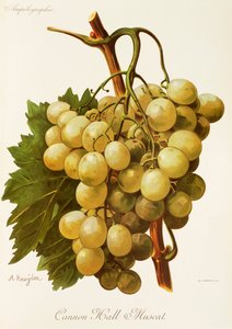 Cannon Hall Muscat druva av A. Kreyder