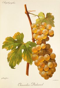 Chasselas Duhamel druva av A. Kreyder av Alexis Kreyder