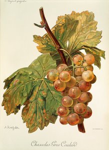 Chasselas Gros Coulard druva av A. Kreyder av Alexis Kreyder