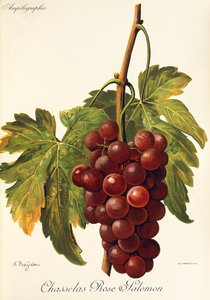 Chasselas Rose Salomon druva av A. Kreyder