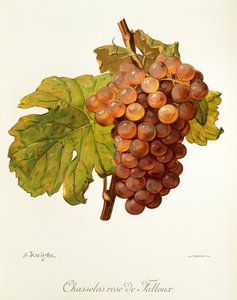 Chasselas Rose de Falloux druva av A. Kreyder av Alexis Kreyder