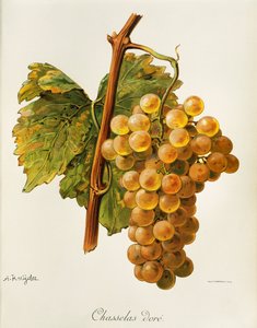 Chasselas gyllene druva av A. Kreyder