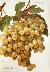 Citronelldruva av A. Kreyder av Alexis Kreyder