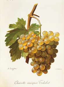Clairette Musquee druva av A. Kreyder av Alexis Kreyder