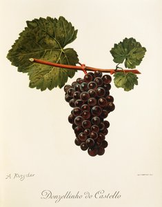 Donzellinho do Castello druva av A. Kreyder av Alexis Kreyder